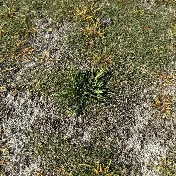 thumbnail for publication: Turfgrass Herbicides: Understanding Factors Behind Weed Control Failures — Part 1: Plant-Related Causes